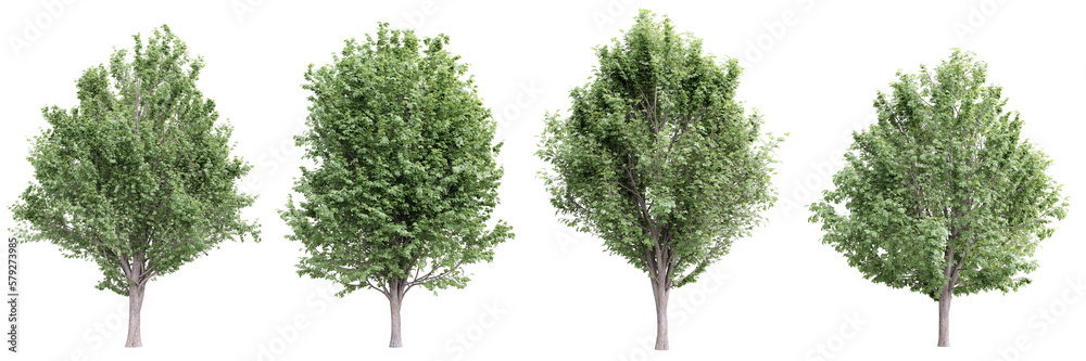 Tree ulmus minor on transparent background.3d rendering PNG Set Tree ulmus minor on transparent background.3d rendering PNG Set