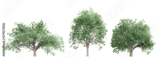 Tree quercus cerris on transparent background.3d rendering PNG Set