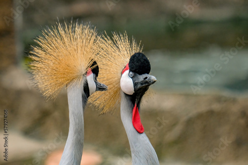 crowned crane balearica regulorum © Riadi
