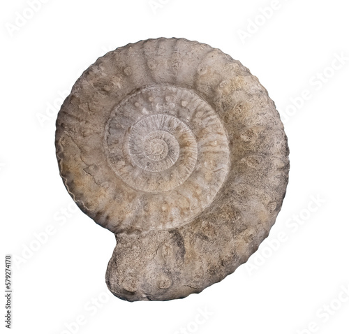 Fossil of Ammonite on white isolated..
