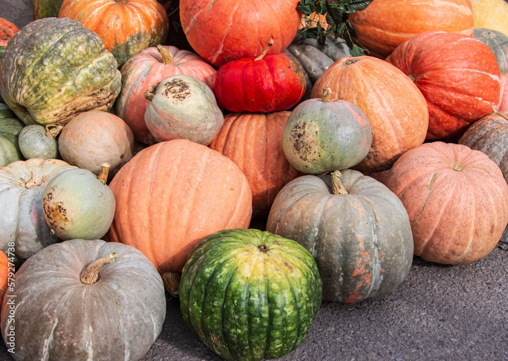 ripe pumpkins of different sizes as background