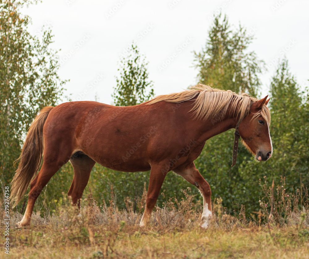 Fototapeta premium horse grazing in the field
