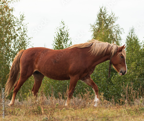 horse grazing in the field
