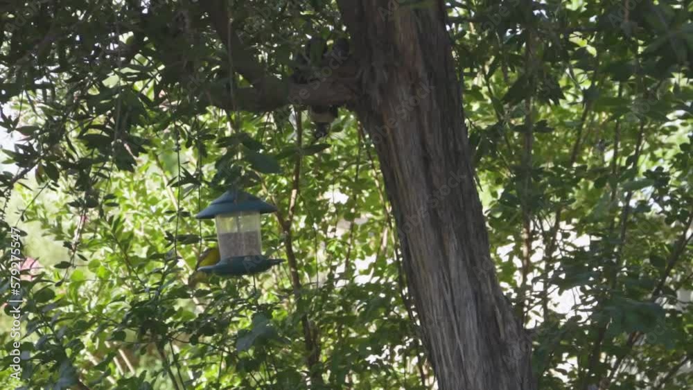 Little colorful food eating perched. birds eating at a feeder hanging in a tree Little colorful food eating perched. birds eating at a feeder hanging in a tree