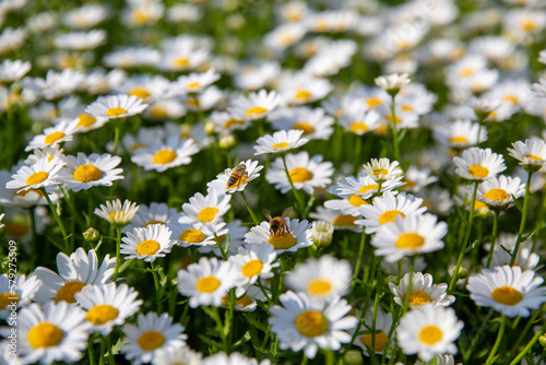 daisies with honey bee in a field