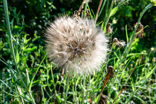 Beautiful wild growing flower seed dandelion on background meadow