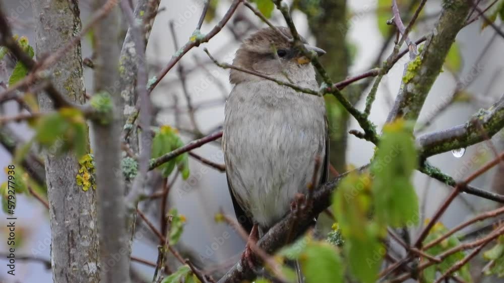 Haussperling (Passer domesticus) Haussperling (Passer domesticus)
