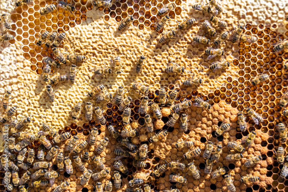 Abstract hexagon structure is honeycomb from bee hive filled Abstract hexagon structure is honeycomb from bee hive filled