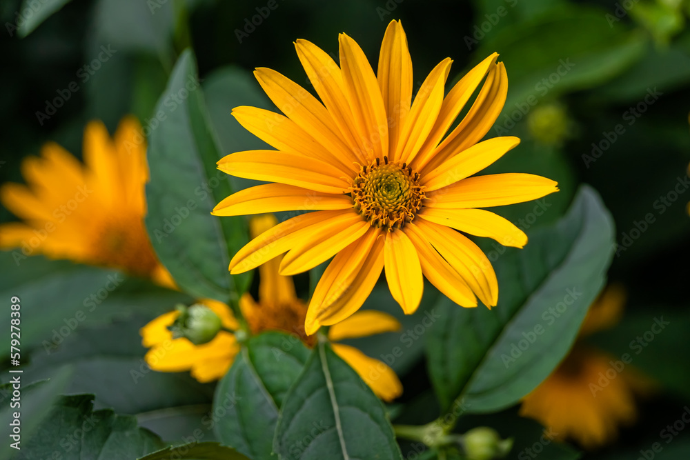 Fine wild growing flower aster false sunflower on background meadow Fine wild growing flower aster false sunflower on background meadow