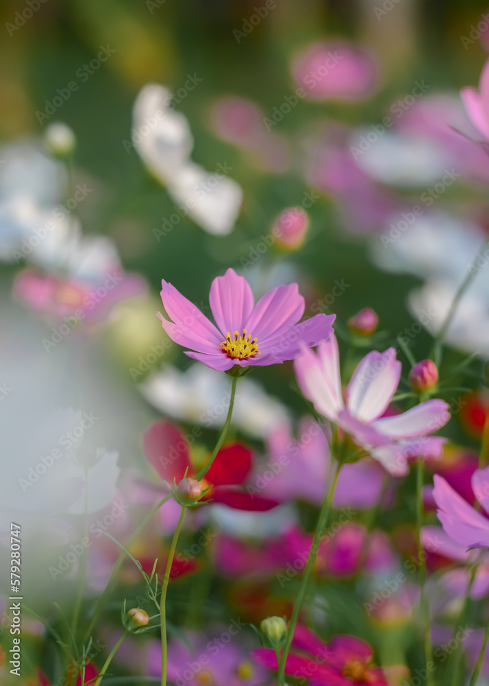 Pink cosmos flower in the garden