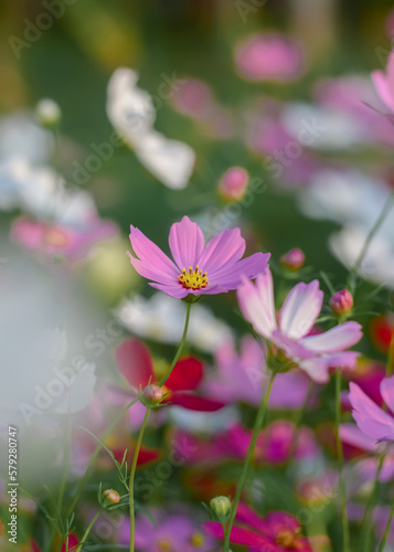 Pink cosmos flower in the garden
