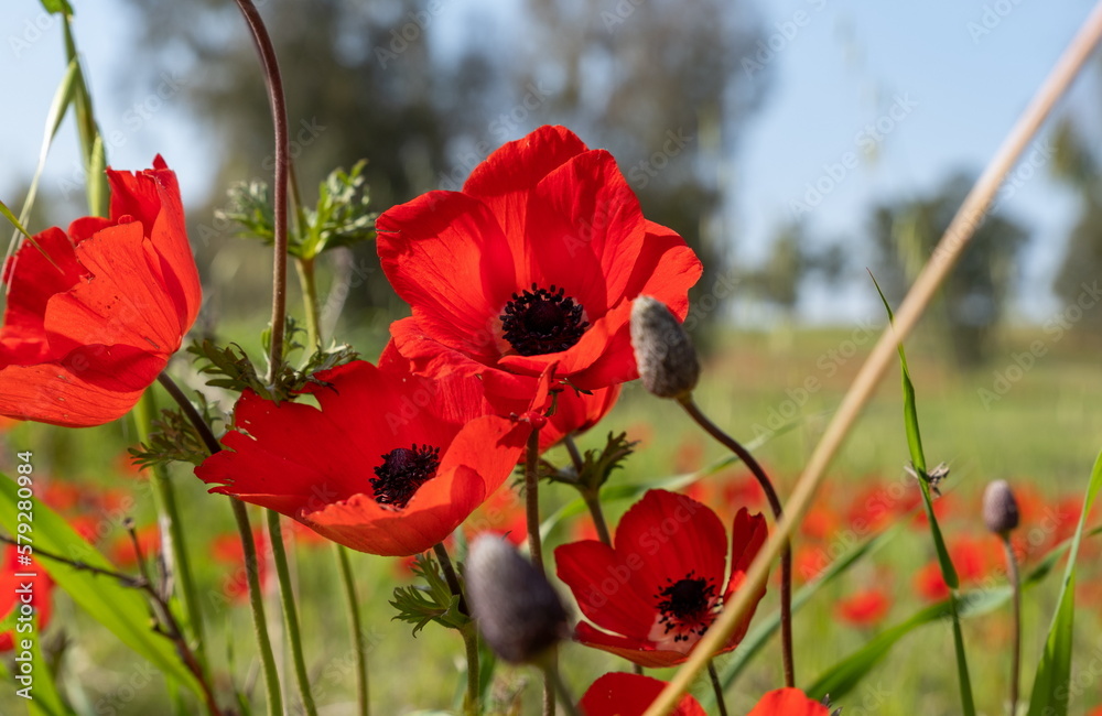 Naklejka premium Amazing red anemone flowers blooming on meadow in springtime
