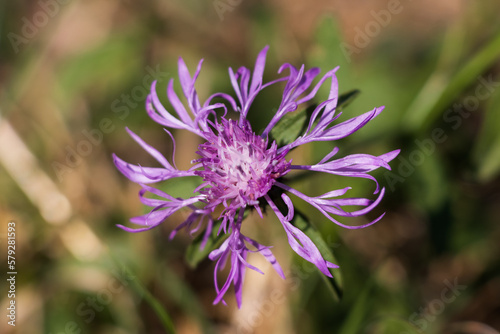 flower in spring