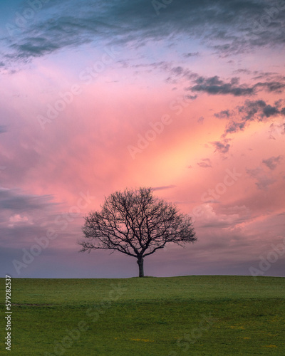 A lonely tree in a field  sunset