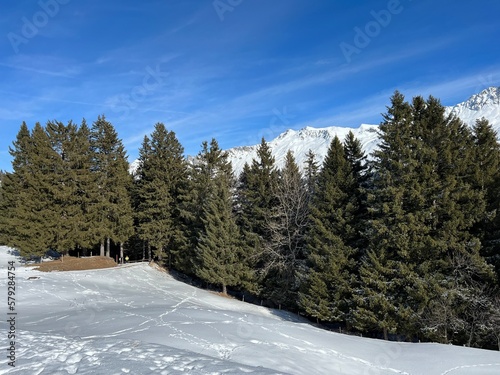 Picturesque canopies of alpine trees in a typical winter atmosphere after the winter snowfall above the tourist resorts of Valbella and Lenzerheide in the Swiss Alps - Canton of Grisons, Switzerland