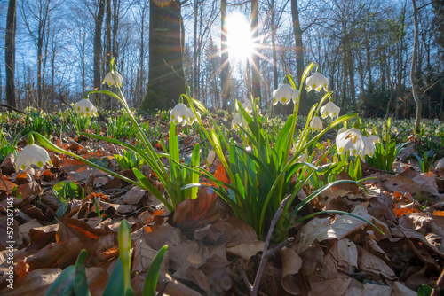 Märzenbecher im Wald Gegenlicht mit Sonne
Nahaufnahme daher selektive Schärfe photo