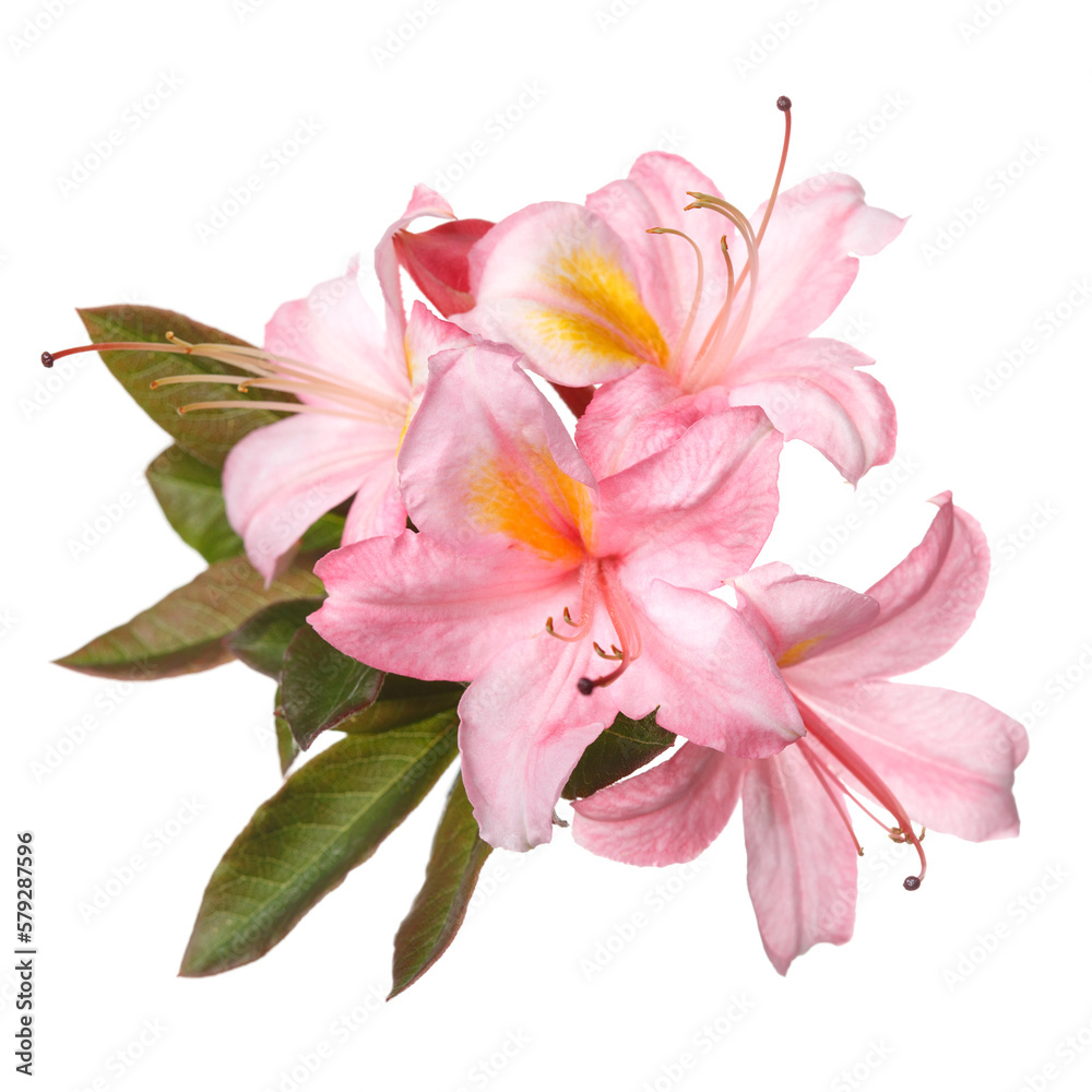 Light pink rhododendron flower isolated on white background.