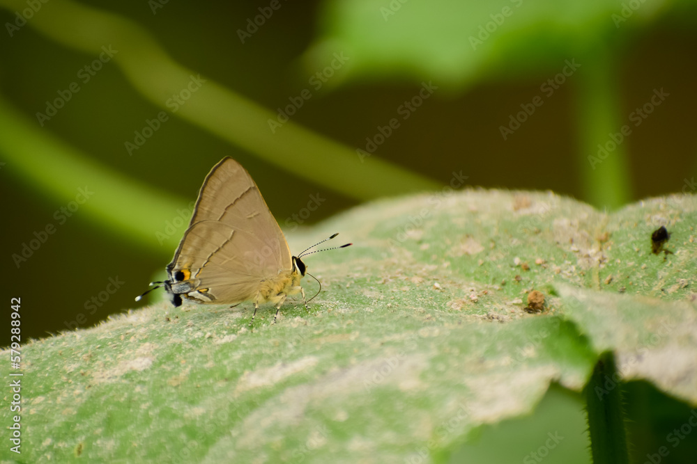 Fototapeta premium butterfly on leaf