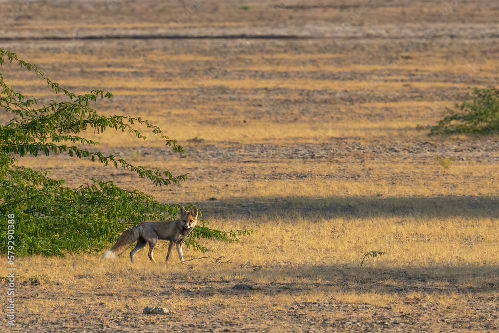 Naklejka premium A Desert Fox