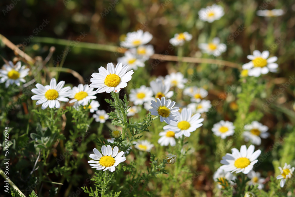 Beautiful wild flowers photo. Spring season in Israel. Beautiful wild flowers photo. Spring season in Israel.