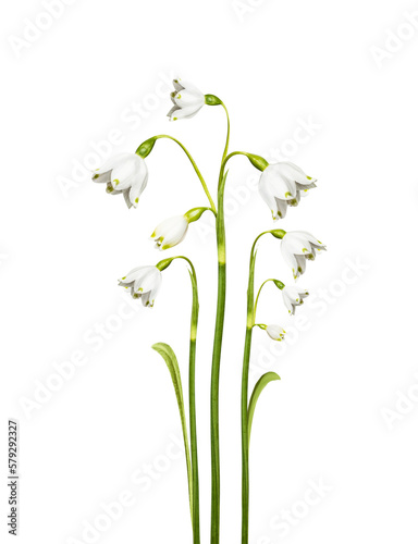 Pretty snowdrops lily of the valley flowers , isolated on transparent background