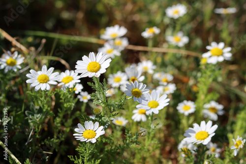 Beautiful wild flowers photo. Spring season in Israel. 