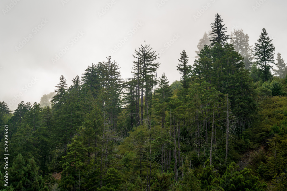 Fototapeta premium Hilly Forests and Vista at Big Sur