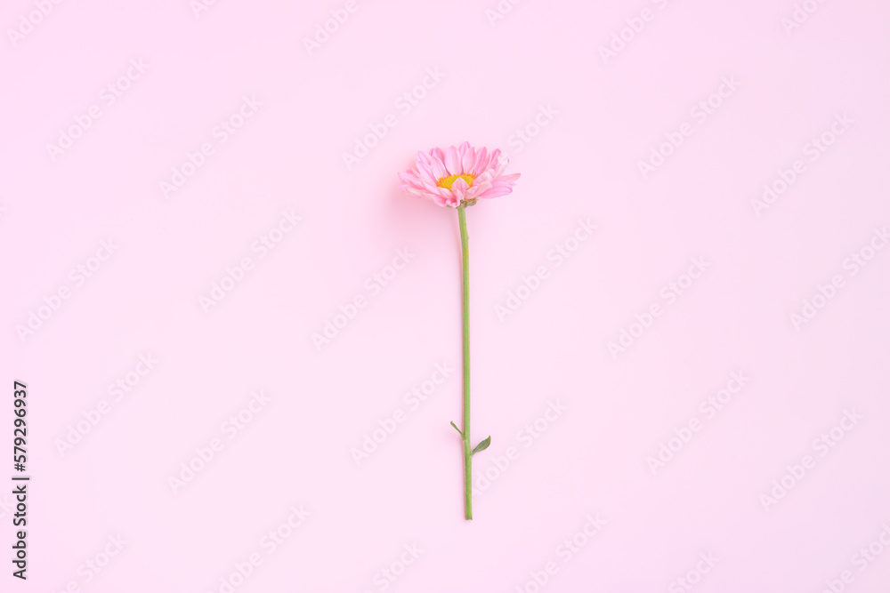 Pink Chrysanthemum Flower on pink background, Close-up