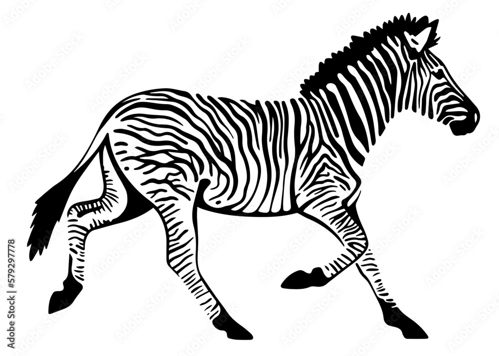 Fototapeta premium young running zebra vector illustration isolated on white