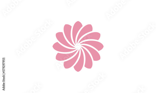 pink daisy flower