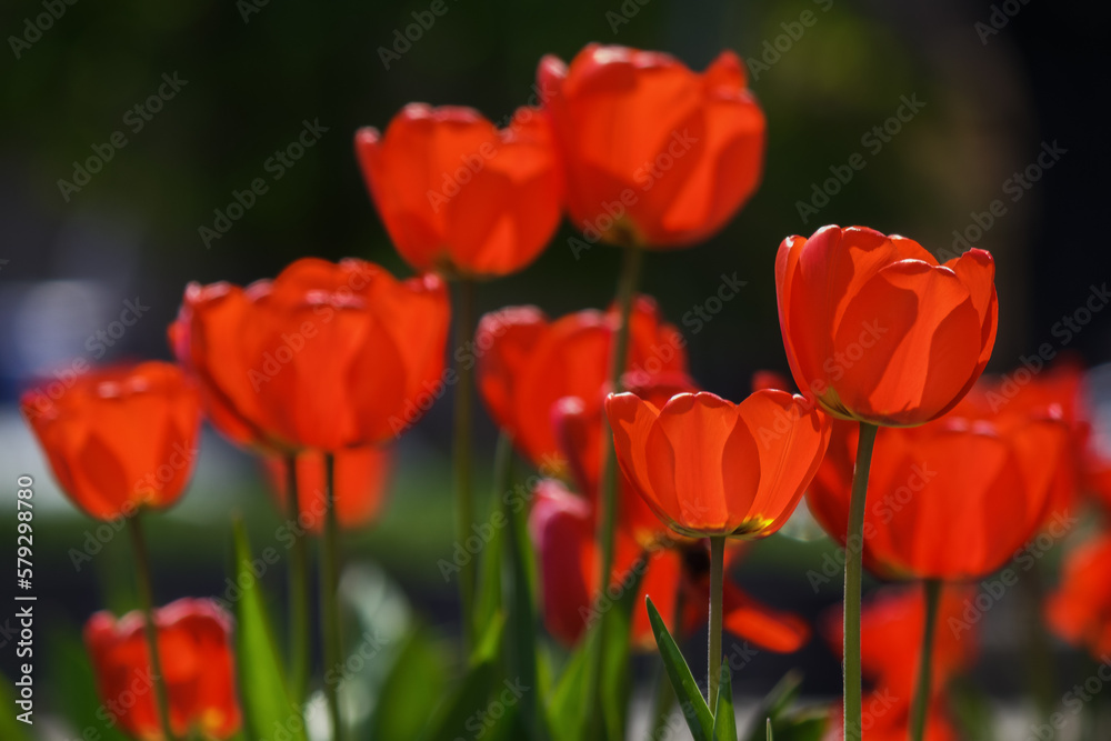red tulips in the park. greeting card background