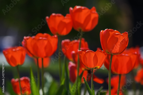 red tulips in the park. greeting card background
