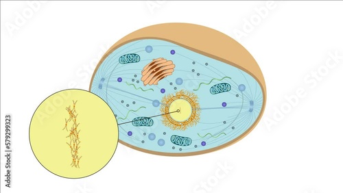 Zellteilung Zytokinese Mitose - Metaphase - einer typisch eukaryotischen Tierzelle - 3 von 7 photo