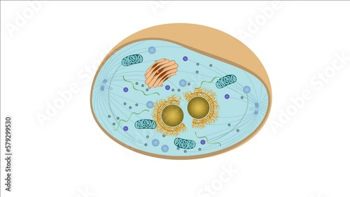 Zellteilung Zytokinese Mitose - einer typisch eukaryotischen Tierzelle - 6 von 7 photo