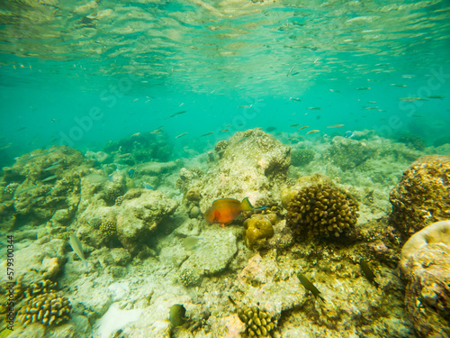 corals and tropical fish underwater sea life