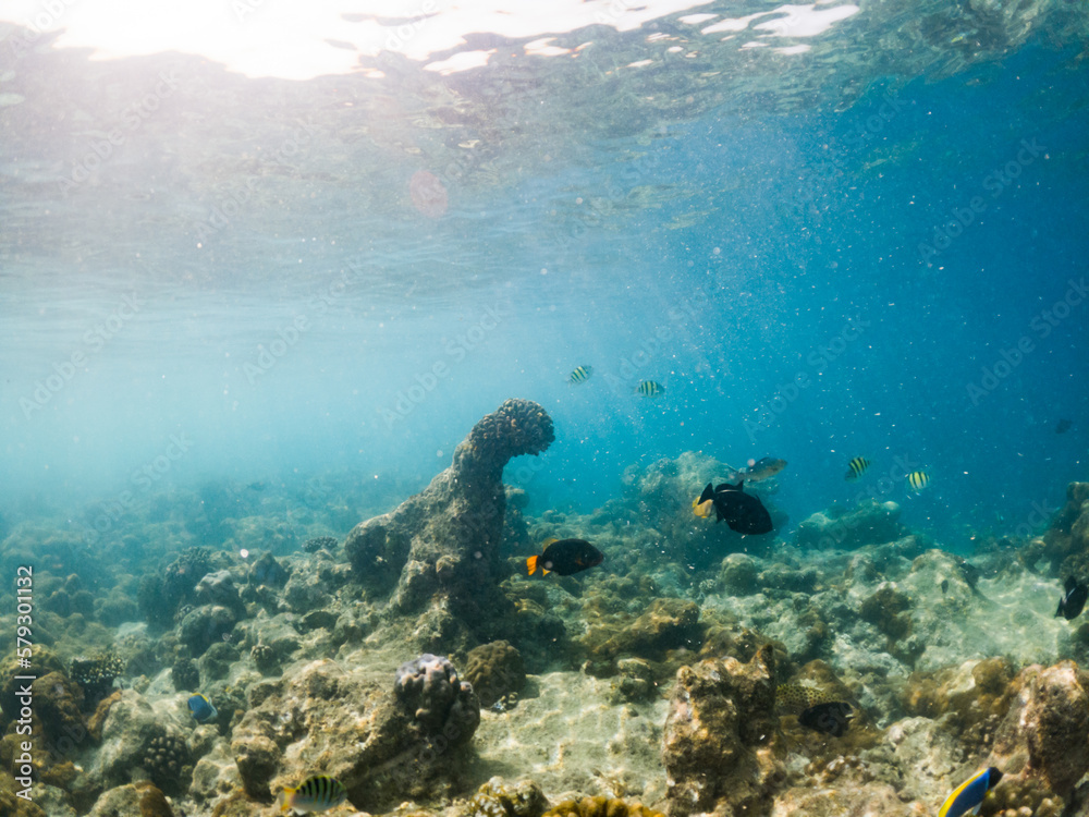 Naklejka premium corals and tropical fish underwater sea life