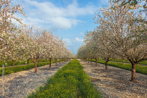 spring garden of blossoming almonds