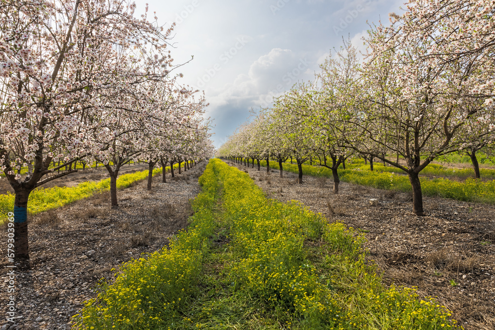 spring garden of blossoming almonds