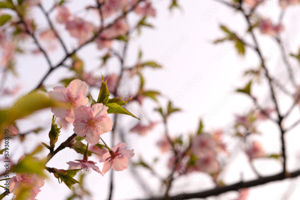 桜と葉と空 桜と葉と空