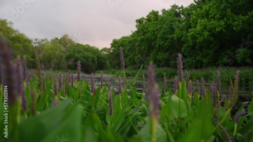 Purple Pickerelweed with green leaves on marshy lake shore line at sunrise rack focus photo