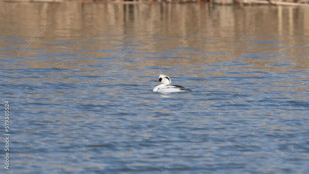 smew in a river smew in a river