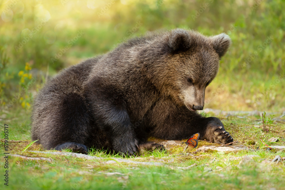 Cute bear cub watching at a butterfly Cute bear cub watching at a butterfly