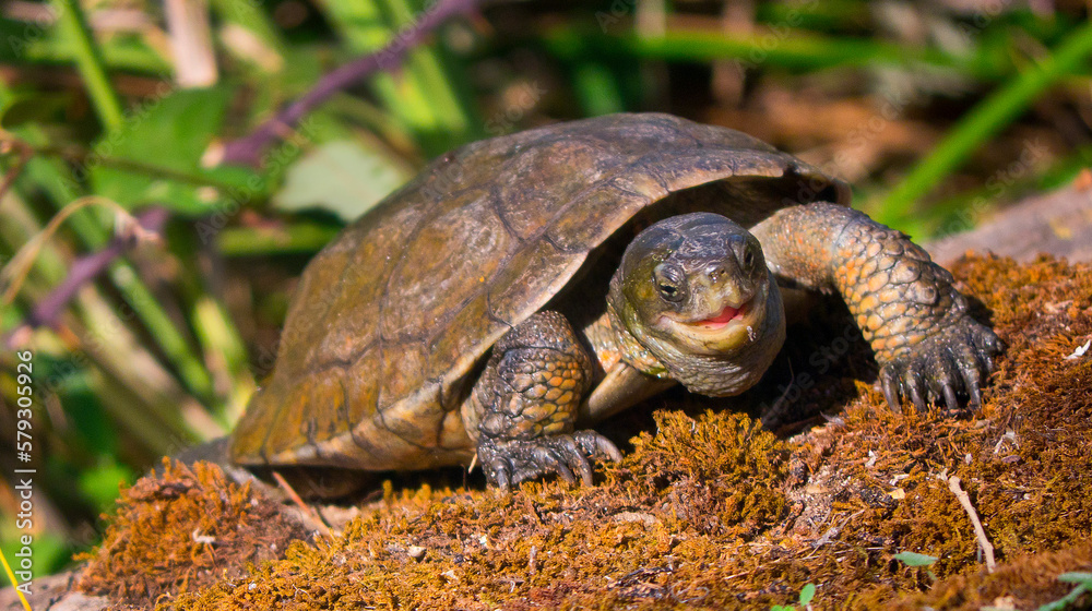 Fototapeta premium Mediterranean Pond Turtle, Mauremys caspica leprosa, Mauremys leprosa, Tajo River, Monfragüe National Park, SPA, ZEPA, Biosphere Reserve, Cáceres Province, Extremadura, Spain, Europe