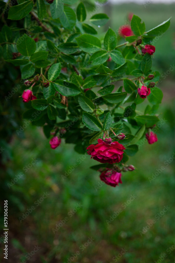 Beautiful red roses bush in summer garden