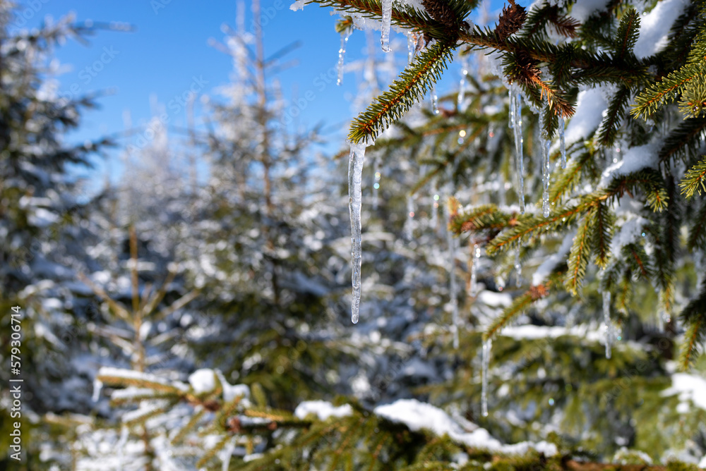 Sople lodu wiszące na gałęziach drzewa iglastego, zima w górach. - obrazy, fototapety, plakaty 
