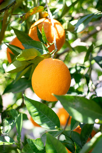 Ripe orange orange hanging on branch with green leaves around. Orange is also used in the juice and natural essential oil industry.