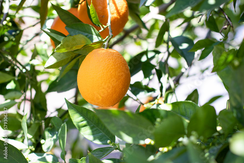 Ripe orange orange hanging on branch with green leaves around. Orange is also used in the juice and natural essential oil industry.