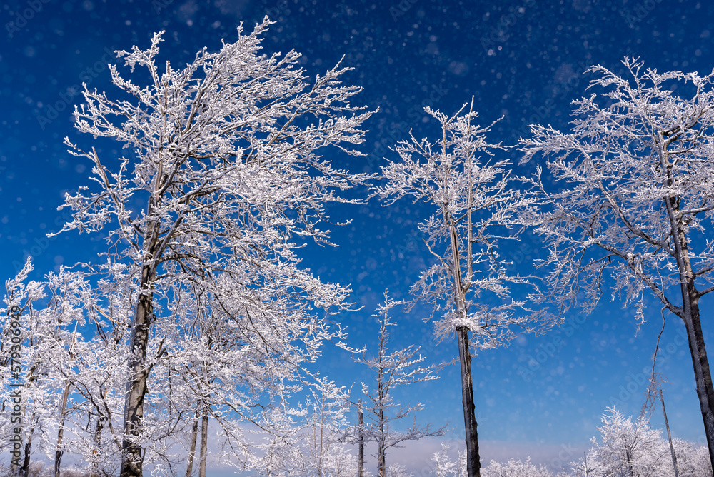 Zimowy krajobraz, drzewa pokryte grubą warstwą śniegu i lodu (4). - obrazy, fototapety, plakaty 