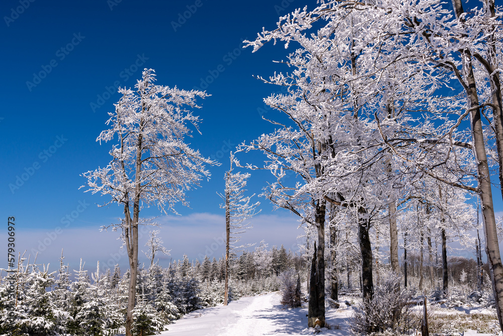 Zimowy krajobraz, drzewa pokryte grubą warstwą śniegu i lodu (3). - obrazy, fototapety, plakaty 