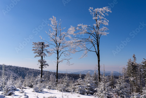 Zimowy krajobraz, drzewa pokryte grubą warstwą śniegu i lodu (5).